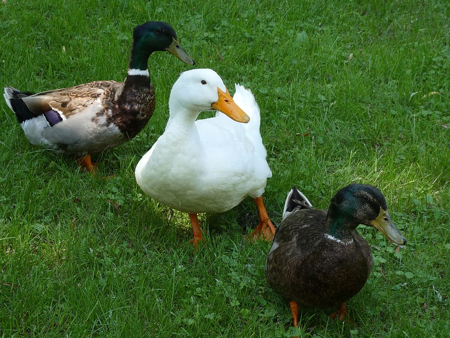 wildlife, ducks, gathering, bird, group of animals, vertebrate HD wallpaper
