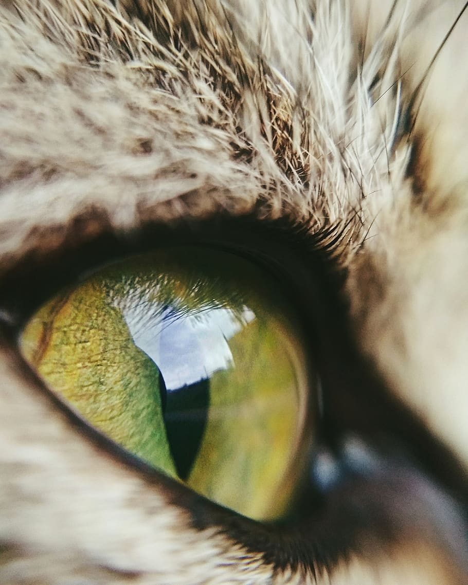 cat, eye, beast, animals, closeup, close-up, pets, domestic HD wallpaper