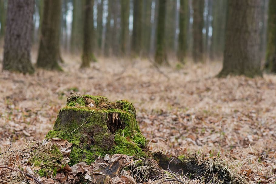 photo of a tree surrounded by dry leaves, nature, stump, forest HD wallpaper