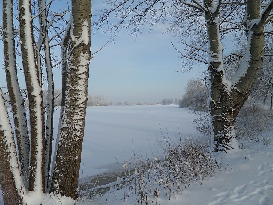snow covered tree, winter, winter magic, frozen, lake, wintry HD wallpaper