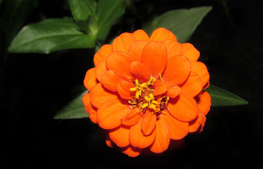 nature, flower, flora, leaf, summer, flowering plant, freshness HD wallpaper