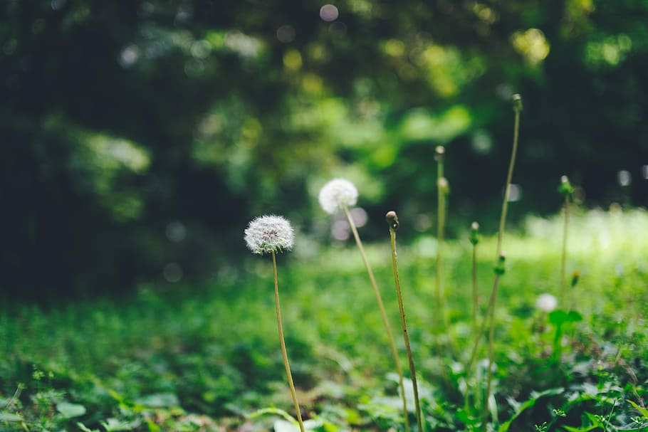 white petaled flwoers, closeup photo of white dandelion flower HD wallpaper