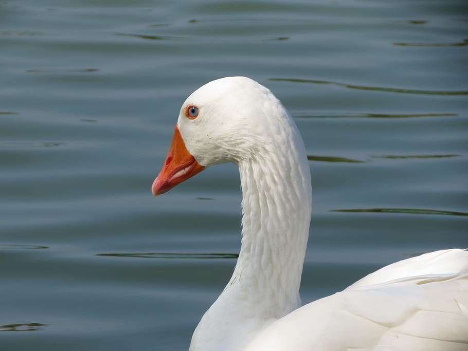 goose, white, water, lake, animals in the wild, animal wildlife HD wallpaper