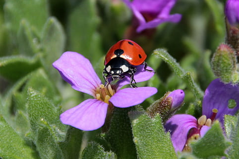 ladybug perched on purple petaled flower closeup photography HD wallpaper