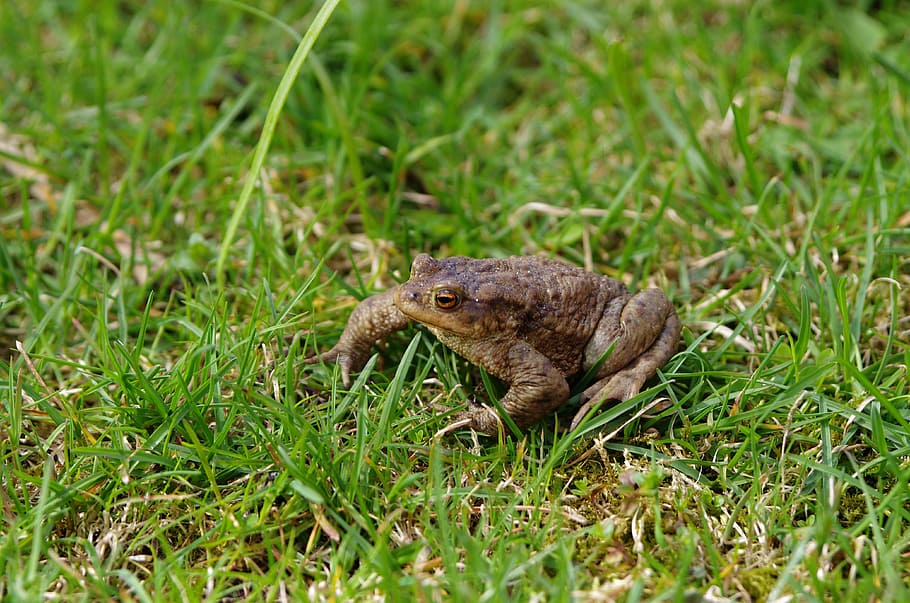 Frog, Toad, Amphibian, Nature, Animal, one animal, animals in the wild HD wallpaper