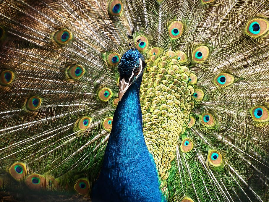 blue and green peacock, bird, spring, animal, plumage, bill, colorful