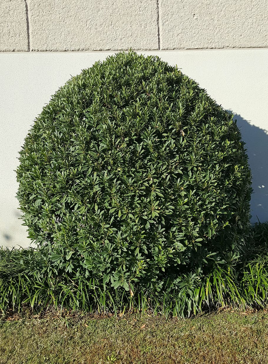 tree, shrub, leaves, green, landscaping, topiary, round, plant HD wallpaper