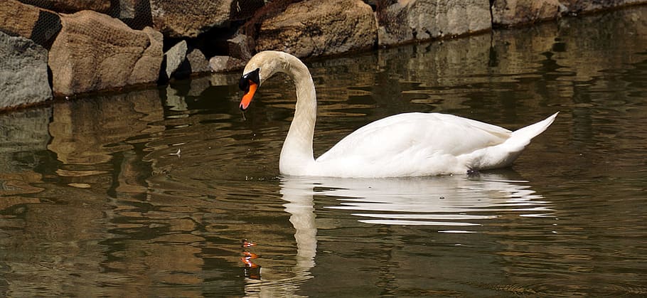 swan, white, reflection, wildlife, lake, elegance, tranquil HD wallpaper