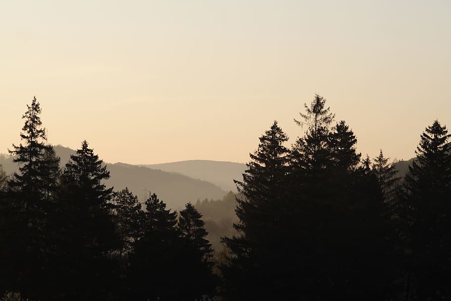 forest, landscape, mood, scenic, nature, forests, tree, conifer HD wallpaper