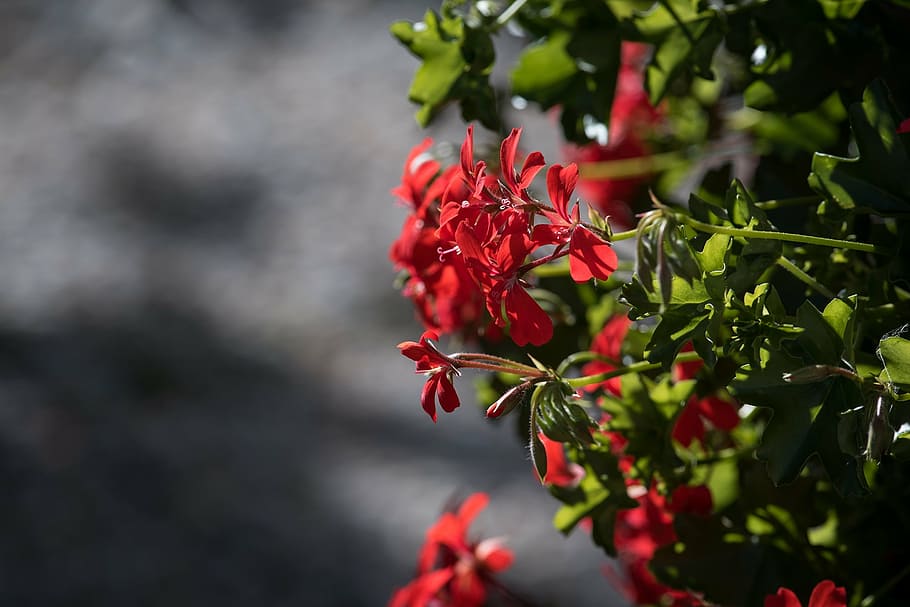 geranium, pelargoniums, geraniaceae, red, red flower, red flowers HD wallpaper