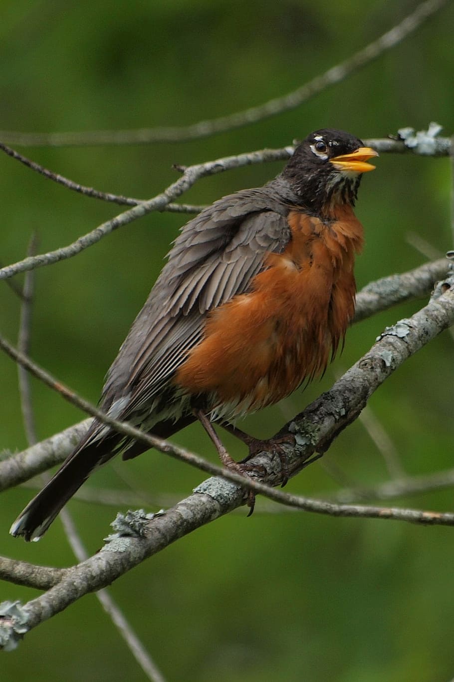 robin, birds, north, america, tennessee, spring, animal, nature HD wallpaper