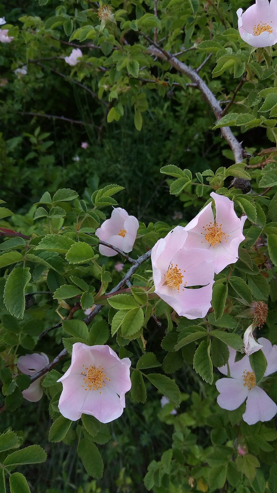 rosehip, rosa, flower, branch, plug, forest, wild, nature, italy HD wallpaper