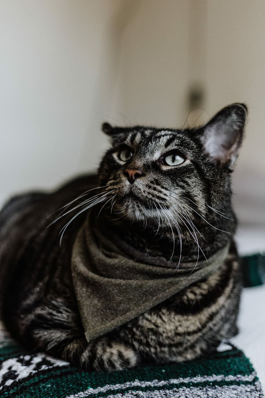 brown tabby cat, short-fur black and gray cat prone while looking above HD wallpaper