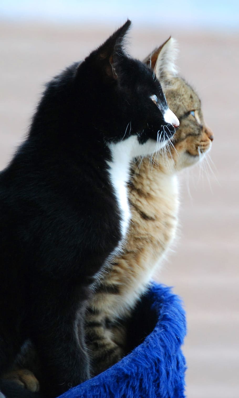 tuxedo and brown Tabby cats on blue pet bed, cat face, animal themes HD wallpaper