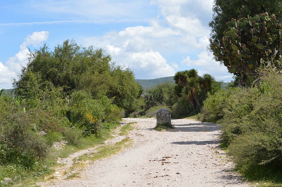 path, boundary, warning, nature, plant, tree, cloud - sky, growth HD wallpaper