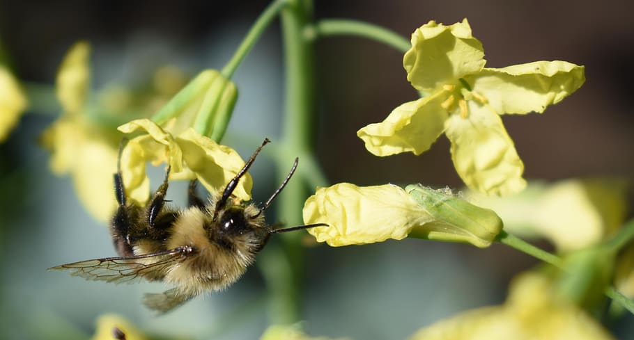 bee, bumblebee flower, yellow, pollen, broccoli flowers, nature HD wallpaper