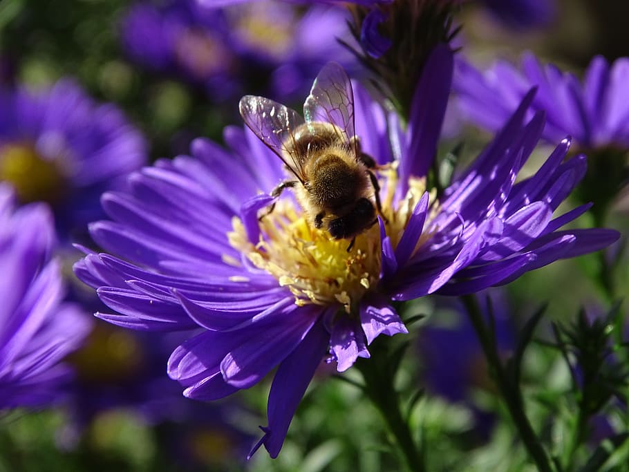 bee, aster, h, herbstaster, insect, violet, late summer, honey bee HD wallpaper
