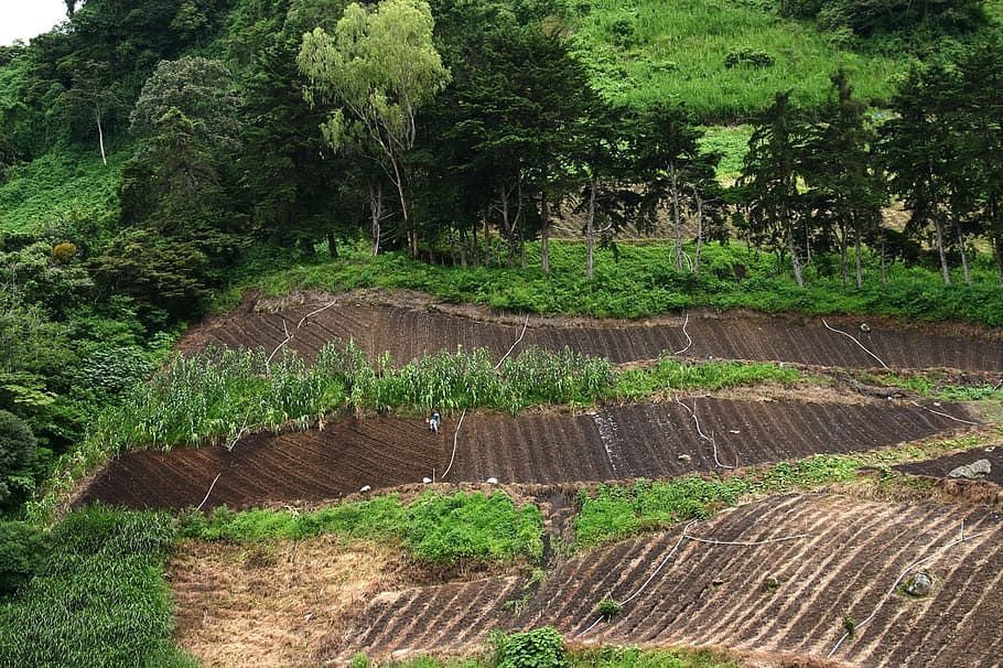 Vegetable, Farming, Workers, Land, grow, tropical, rain, forest HD wallpaper