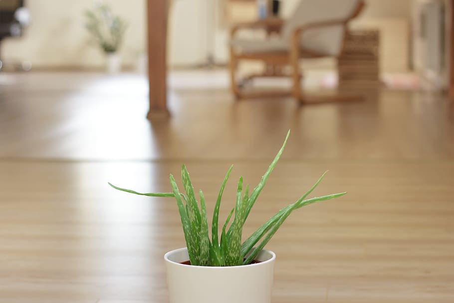 green snake plant potted in white pot, aloe, office, leaf, vera