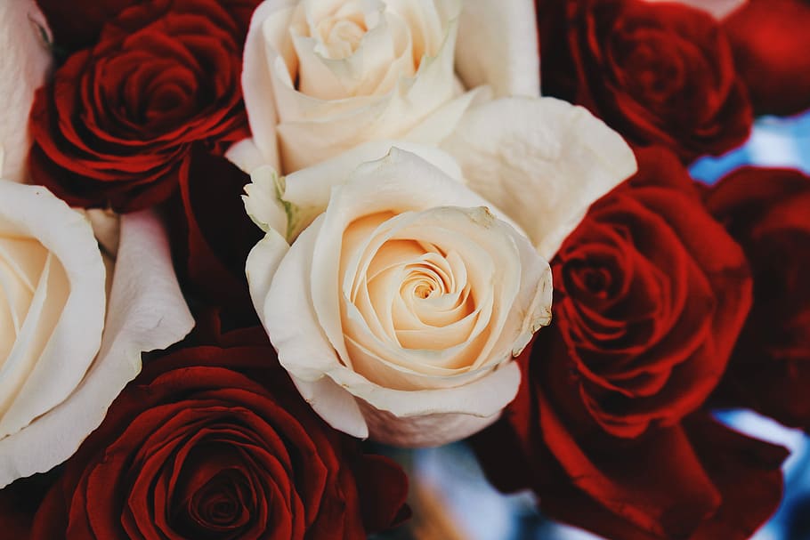 shallow focus photography of red and beige roses, closeup photo of red and white roses HD wallpaper