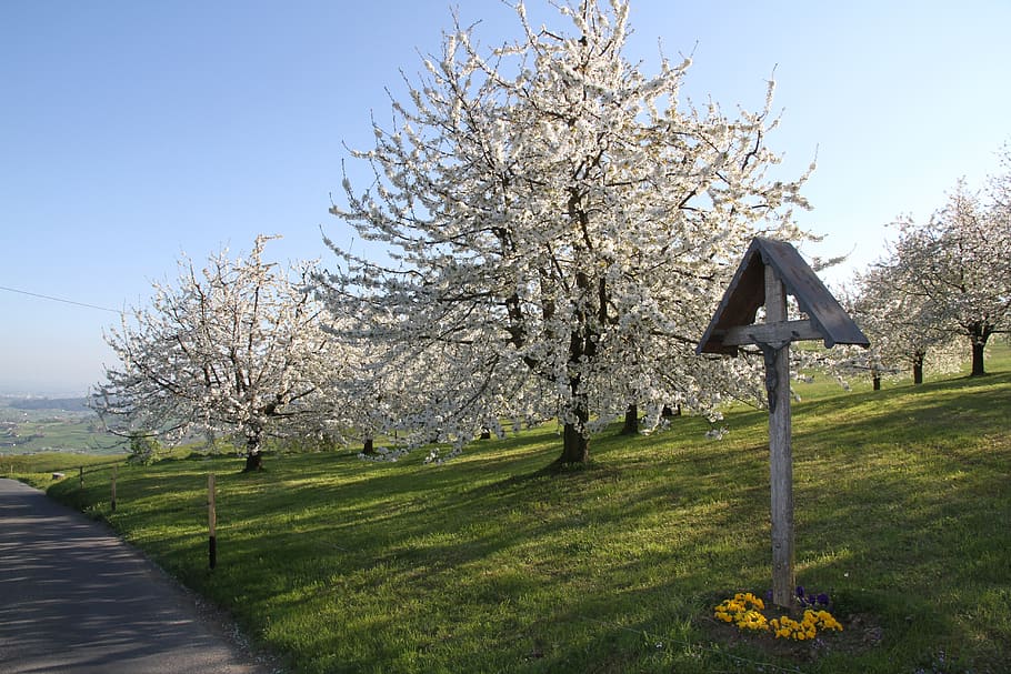 cherry blossom, wayside cross, spring, plant, tree, sky, grass HD wallpaper