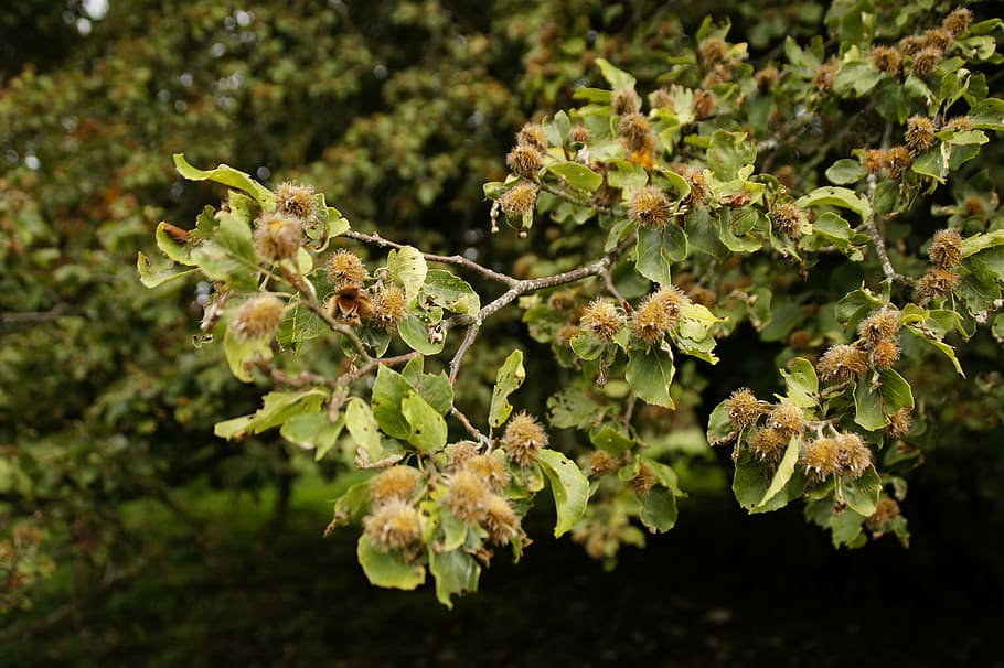 beech nuts, branch, nature, tree, leaf, growth, plant, close-up HD wallpaper