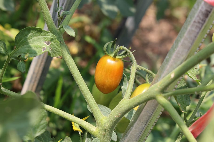 tomato, fruit, food, plant, growth, food and drink, healthy eating HD wallpaper