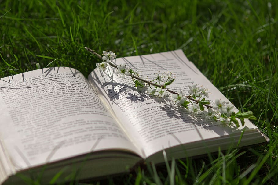 book, grass, nature, spring, plant, publication, open, green color HD wallpaper