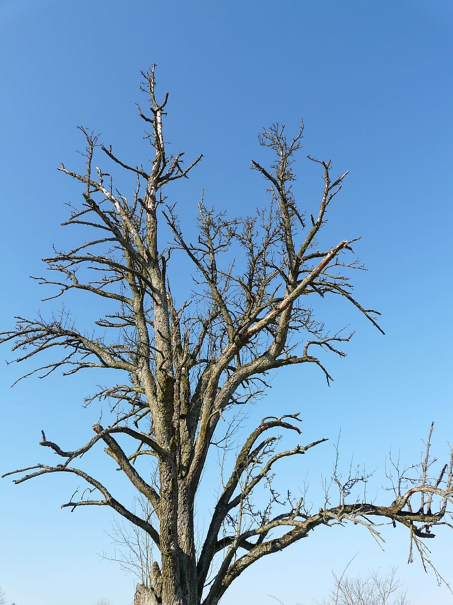 tree, dying tree, age, arid, aesthetic, die off, sky, blue HD wallpaper