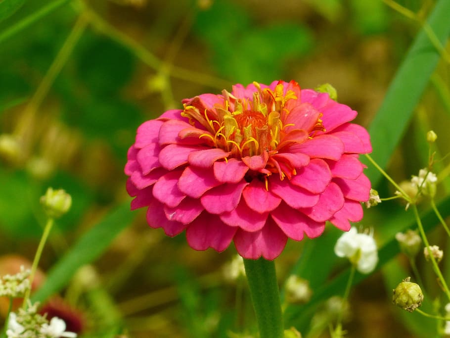 zinnia, zinniae, colorful, composites, red, red orange, flower meadow, HD wallpaper