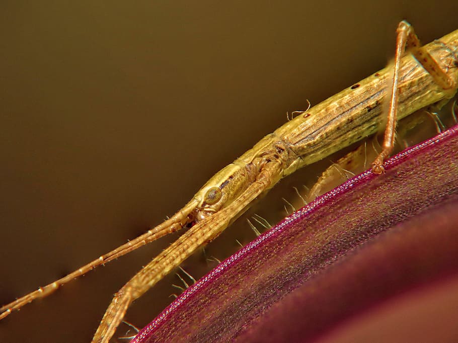 stick insect, macro, eye, antennae, textile, no people, indoors HD wallpaper