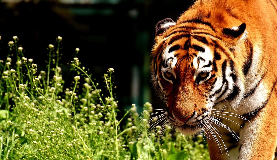 tiger illustration, predator, fur, beautiful, dangerous, cat HD wallpaper