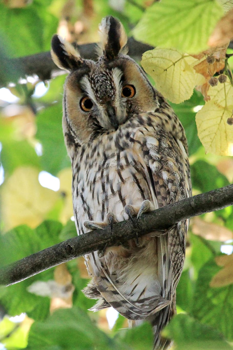 HD Wallpaper: Black And Brown Owl Perch On Tree Branch, Long Eared Owl ...