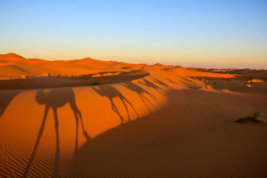 morocco, desert, shadows, camels, landscape, loneliness, silhouette HD wallpaper
