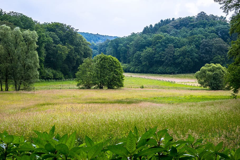 Forest, Pasture, Meadow, Tree, Landscape, mountains, nature HD wallpaper
