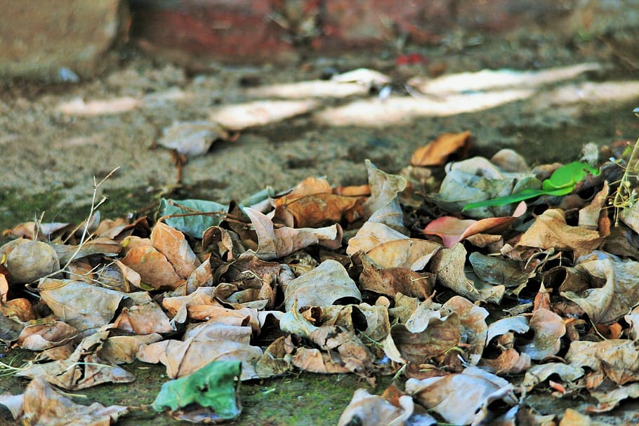 dry, leaves, fallen, dried, autumn, seasonal, trees, plants HD wallpaper
