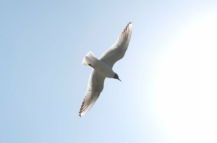 seagull, sky, kunming, fly, bird, flying, nature, animal, wildlife HD wallpaper