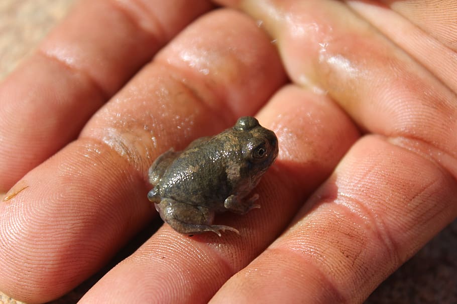 Frog, Swim, Hand, Cute, Animal, Wildlife, amphibian, nature HD wallpaper
