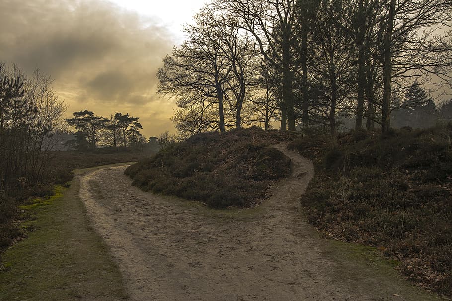 Nature, Forest, Walking Path, Trees, the way forward, landscape HD wallpaper