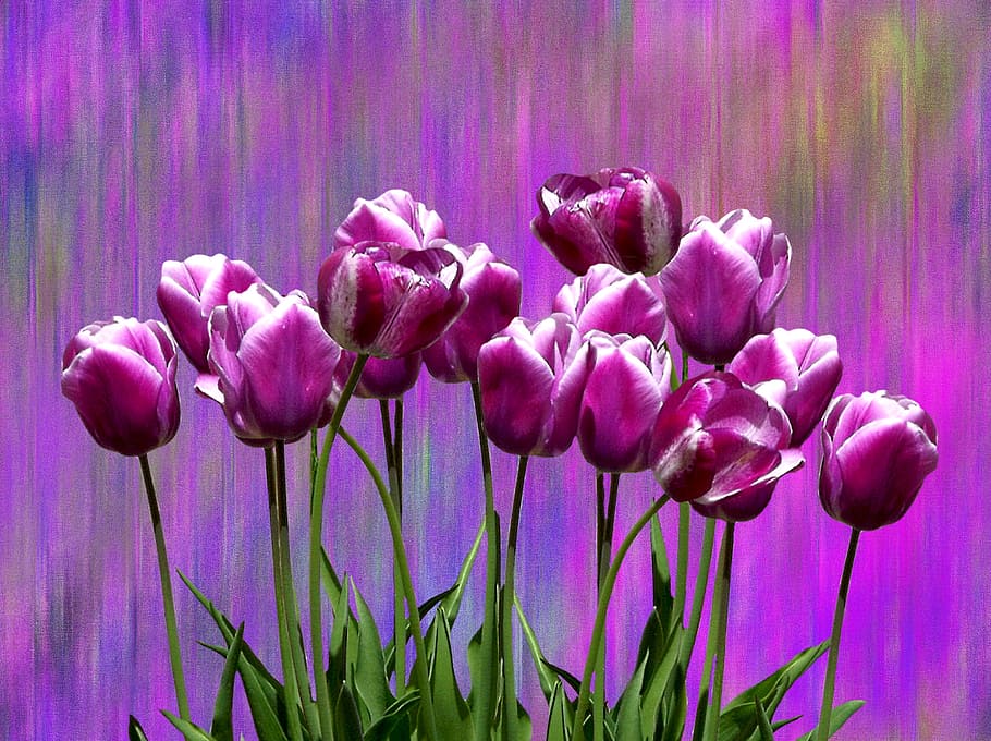 pink tulip flowers painting, tulips, spring, easter, nature HD wallpaper
