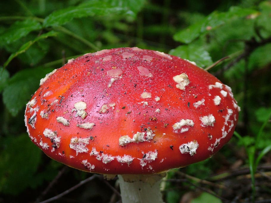 fly agaric, red, toxic, spotted, mushroom, fungus, food, vegetable HD wallpaper