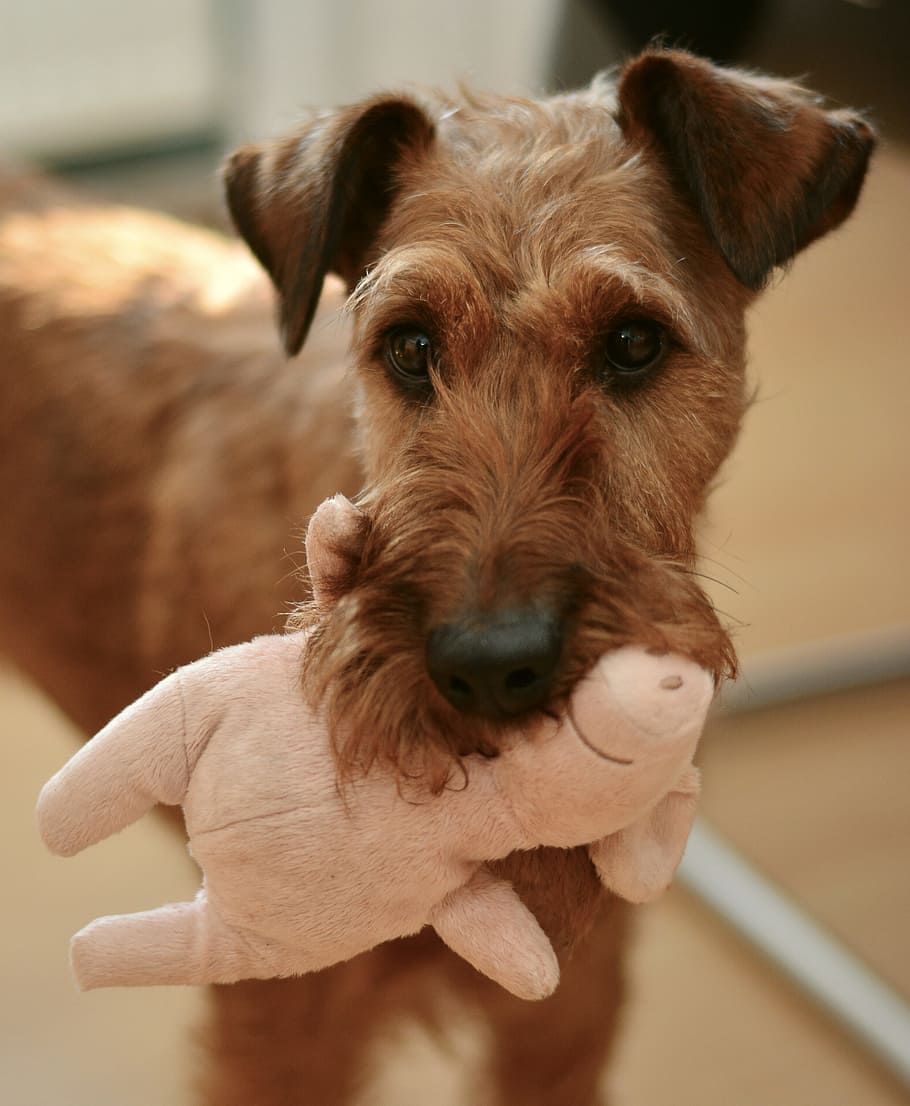 tan Lakeland terrier biting pink pig plush toy, dog, irish terrier, HD wallpaper