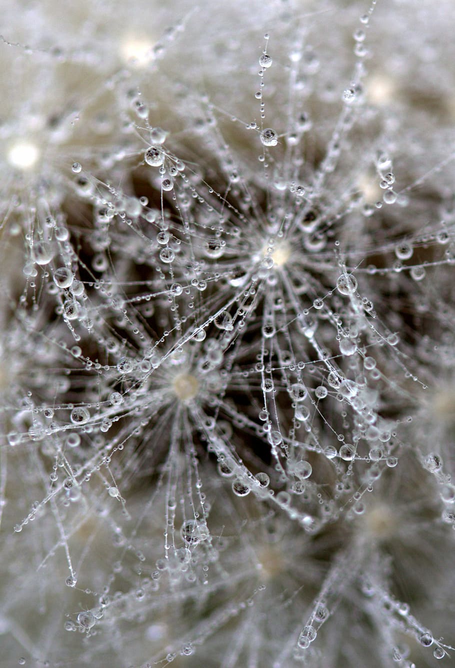 dandelion, drops, wet, macro, plant, water, close-up, backgrounds HD wallpaper