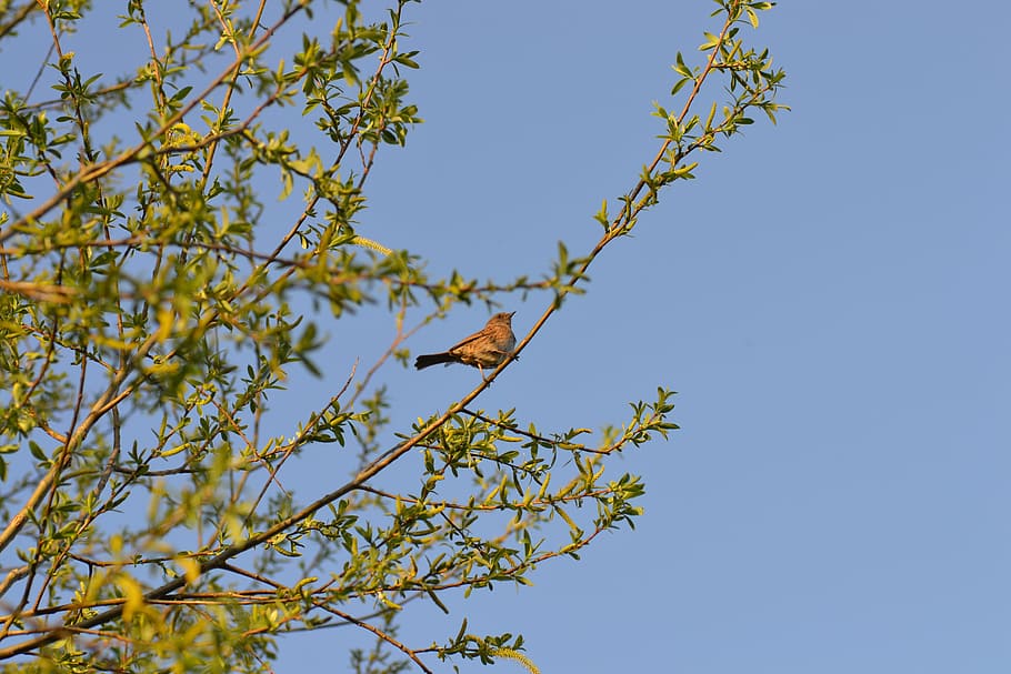 Bird, Dunnock, Tree, Willow, branch, sky, day, animal wildlife HD wallpaper