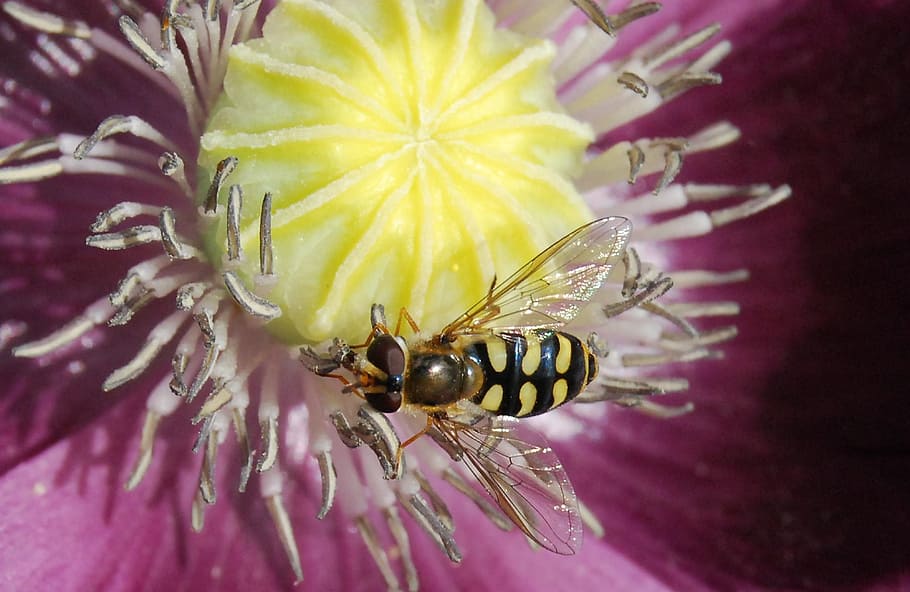 Hoverfly, Insect, Macro, Wildlife, flower, flora, yellow, fauna HD wallpaper
