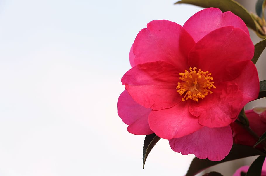 rosa, spring, flower, nature, plant, pink flower, petals, flowering plant HD wallpaper