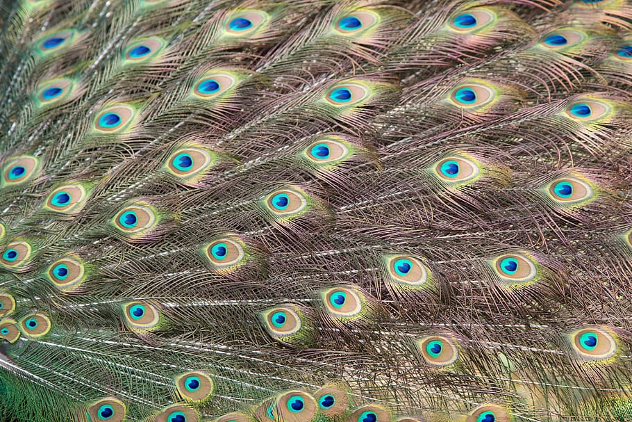 peacock, feather, tail, bird, colors, animal themes, vertebrate HD wallpaper