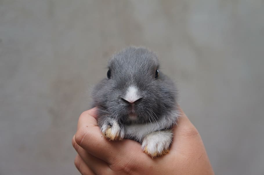 rabbit, cute, plush, human hand, one animal, holding, one person HD wallpaper