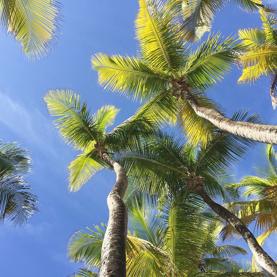 coconut trees, vacation, per, beach, nature, tropical, sun HD wallpaper