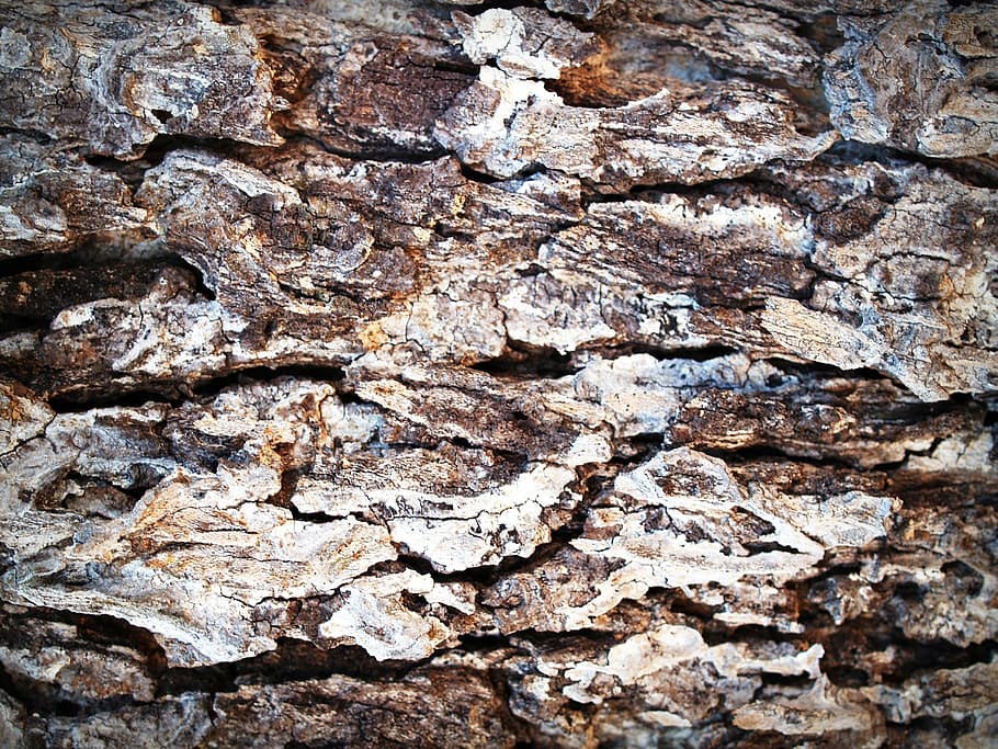 bark, tree, wood, pine, background, abstract, skin, board, surface HD wallpaper